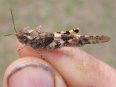 Grasshopper on a man's hand